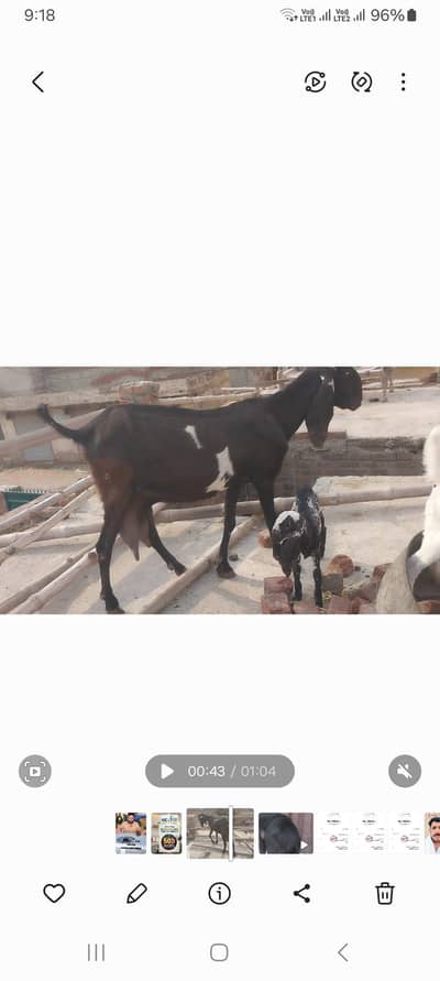 beautiful goats 