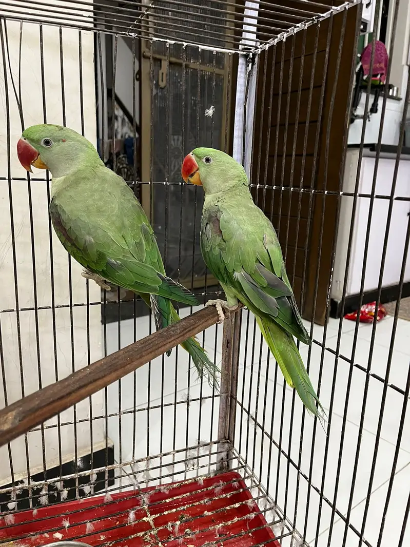 parrots with cage
