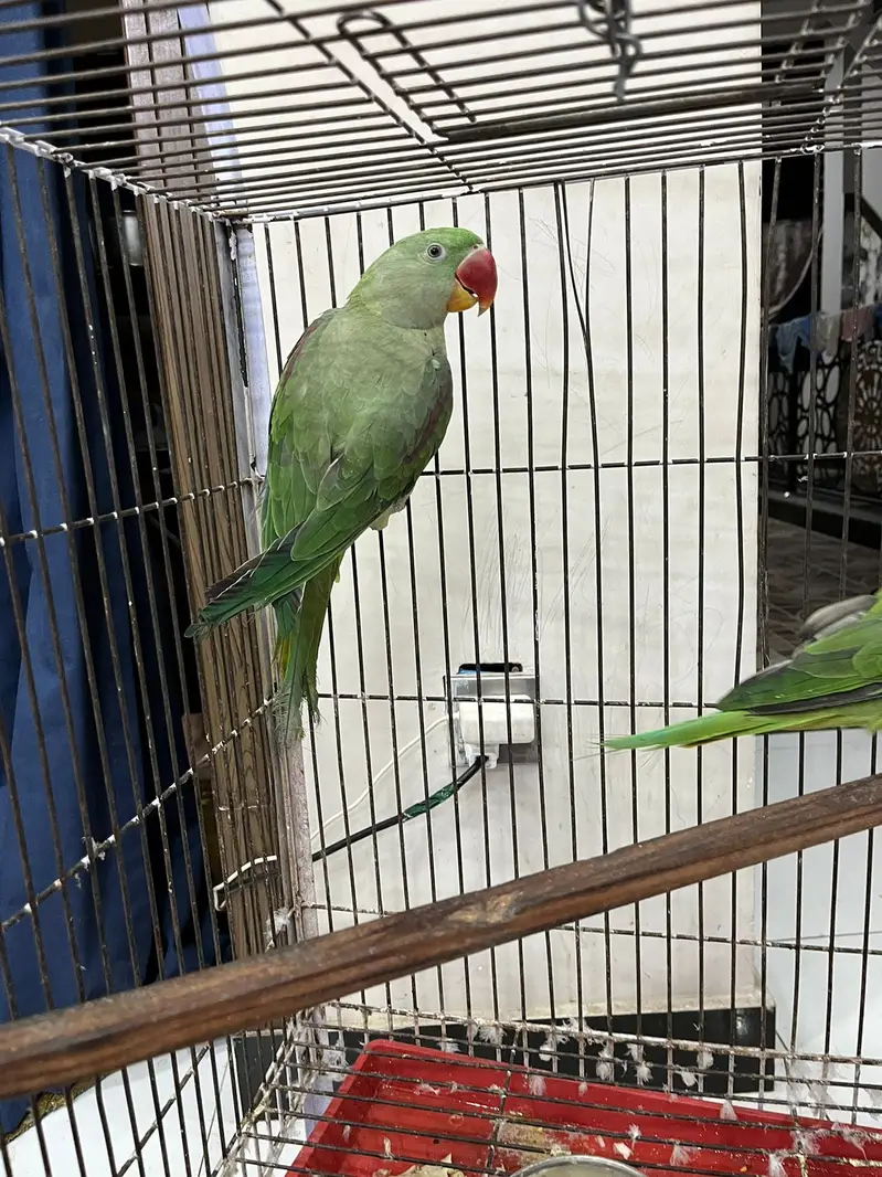 parrots with cage — photo 2