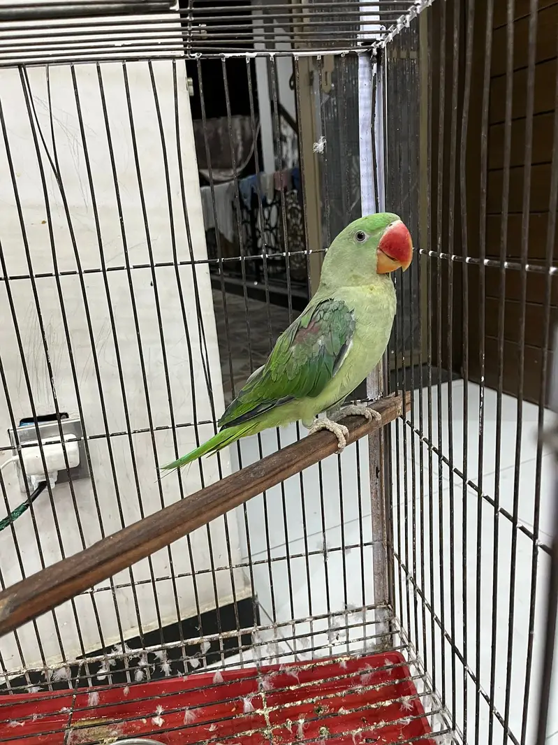 parrots with cage — photo 3