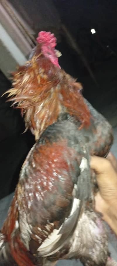aseel murga in low price pure breed
