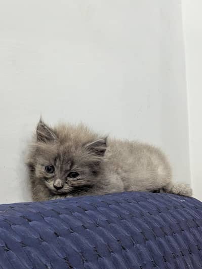 Cute Persian Kittens for Sale – Healthy & Playful
