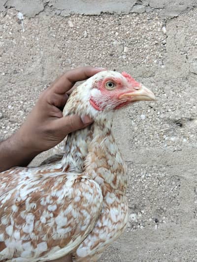 Aseel Chini female