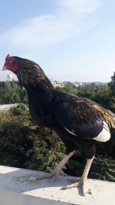 aseel jaws murga for sale