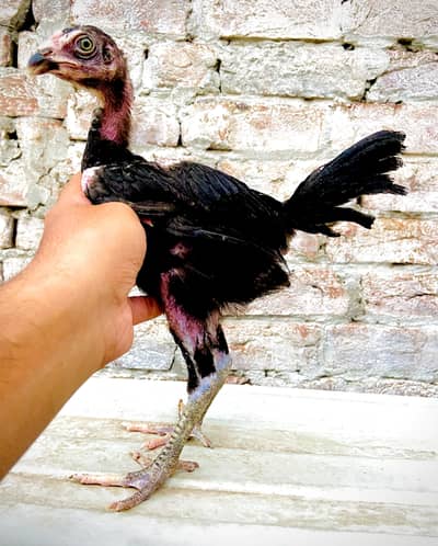 Panus / Burmi Supreme Quality chick's