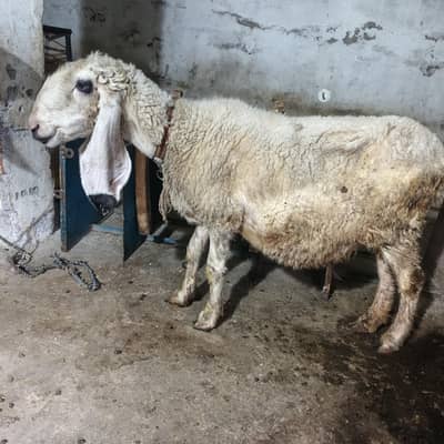 3 month pregnant sheep  avilable for  sale