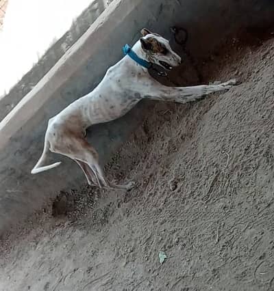 cross grayhound and bully