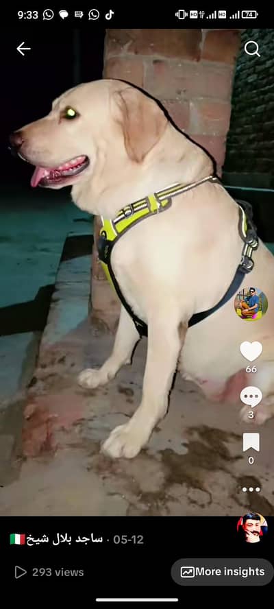 family dog
