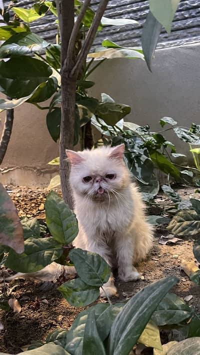 pure peki adult female