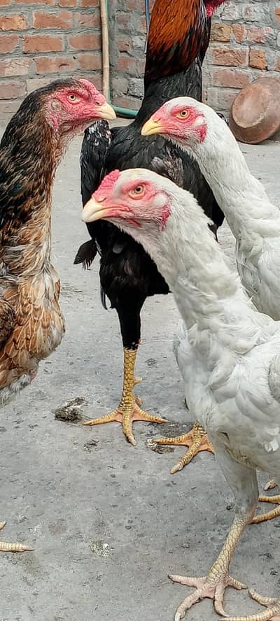 Shamo female breeders available
