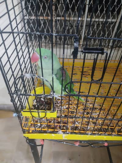 1-Year-Old Alexandrine Parrot tame talking