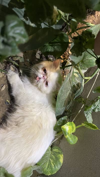 pure peki breed adult female