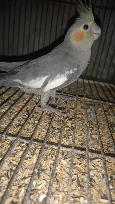 parrot
