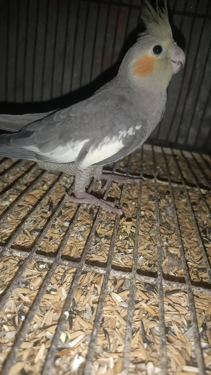 parrot 0