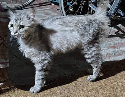 Domestic Long hair Cat