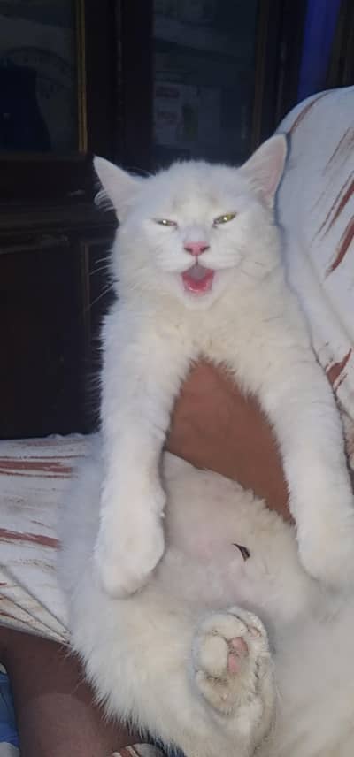 with colour persian cat