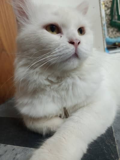 Persian male cat