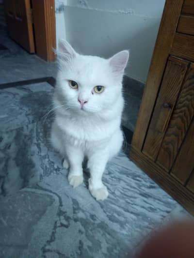 Persian male cat