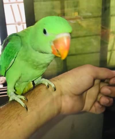 kashmiri Rock parrot and train for sale 0326=65=49=136
