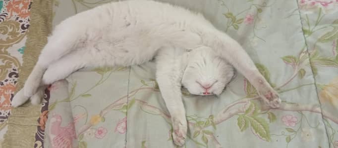 Persian cat