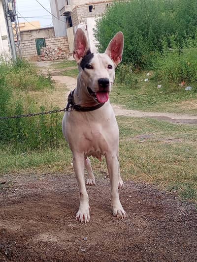 Quality Gultair female for sale