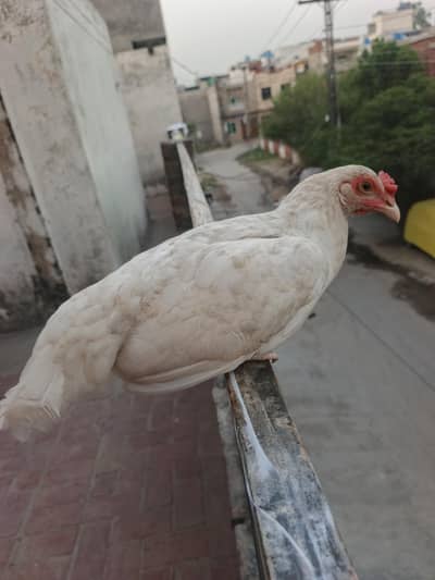 kurak wali hen
