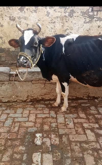 cow  4 suvy sui h