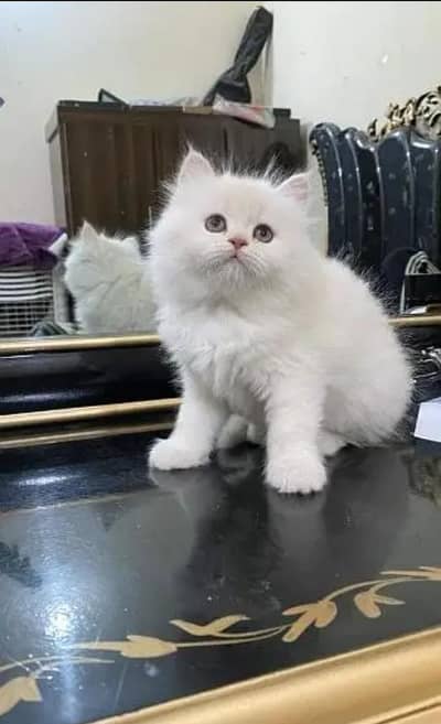 Persian cat for sale my WhatsApp number  03703659905