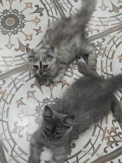Persian cat pair for sale