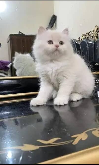 Persian cat for sale my WhatsApp number  03703659905