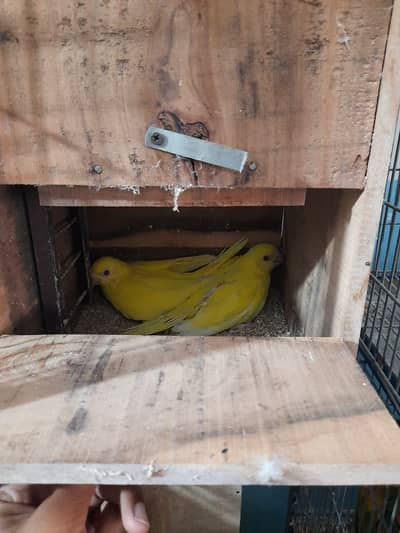 Yellow ringneck chicks for sale