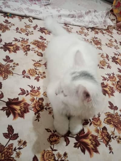pershian Cat's for sale rapta namr 03015756947