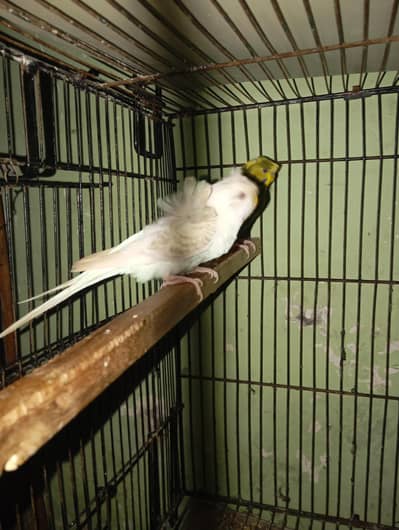 Hogo budgies