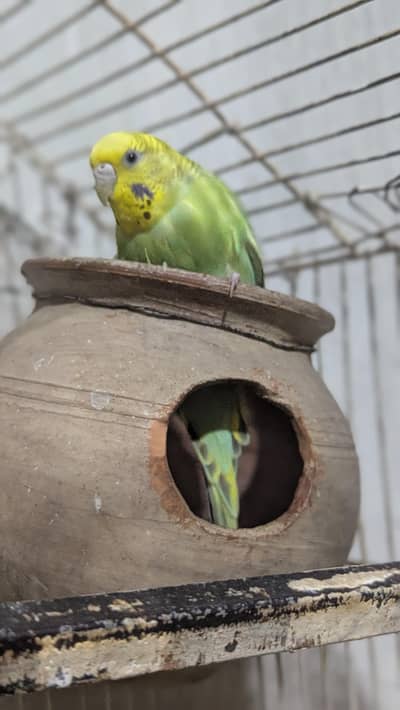 Australian Parrot's