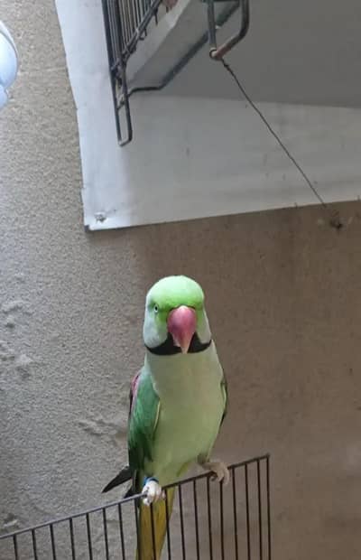 Kashmiri raw parrot for sale