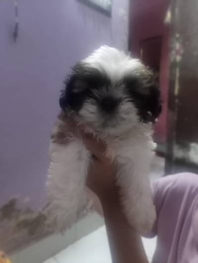 pure shihtzu female 1 month puppy