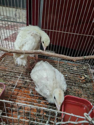 Albino Turkey Pair
