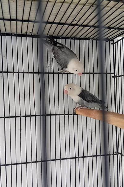 love bird pair with cage
