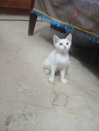 semi-persian kitten for ad0pti0n. . . .