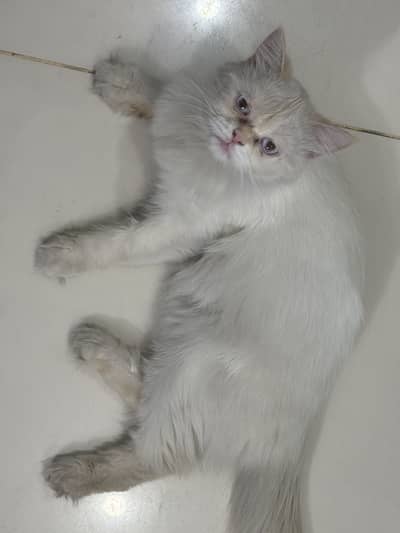 Blue eyes male persian cat