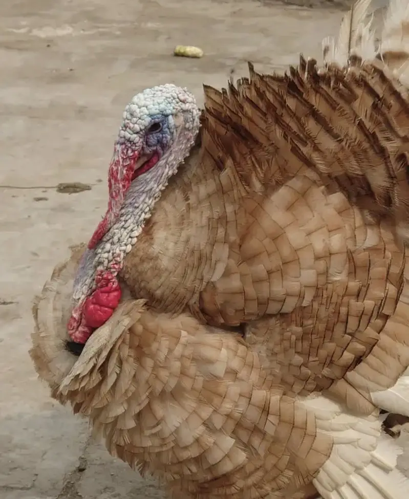Turkey breeder male