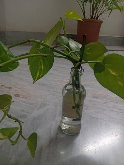 money plant and green pothos available