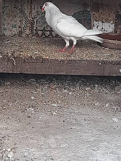 denish breeder male for argant sale munasab ho jy ga