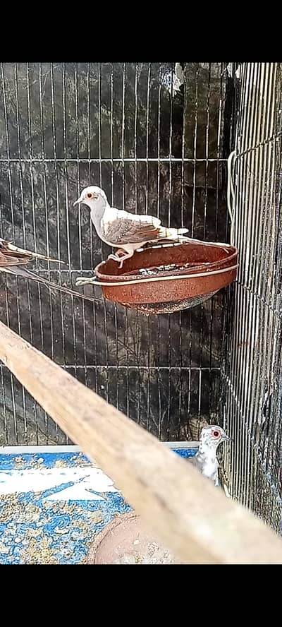pied dove 5piece forsel