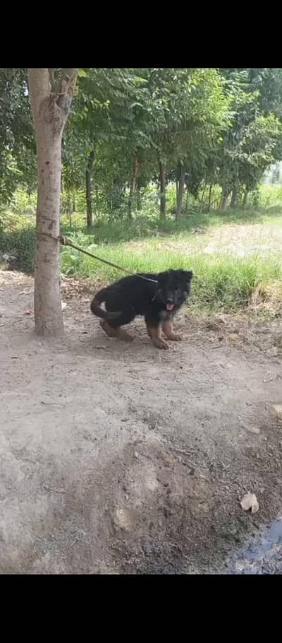 Pedigree Adult GSD (Female) – Top Quality Stock Bloodline