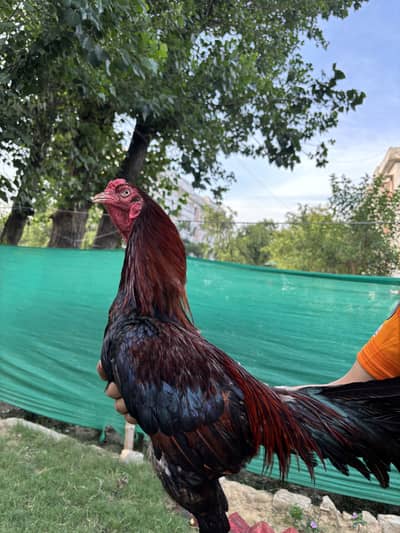 Lakha aseel