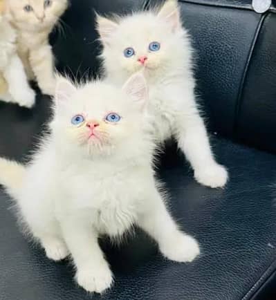 (Persian female kitten) (for sale all) (Pakistan delivery available)