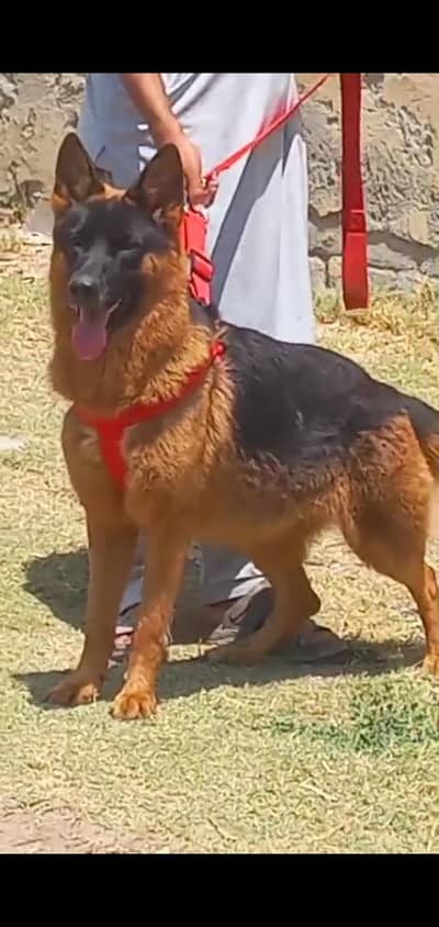 German shepherd female for sale
