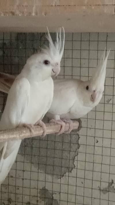 Cocktail Breaker Pair for sale