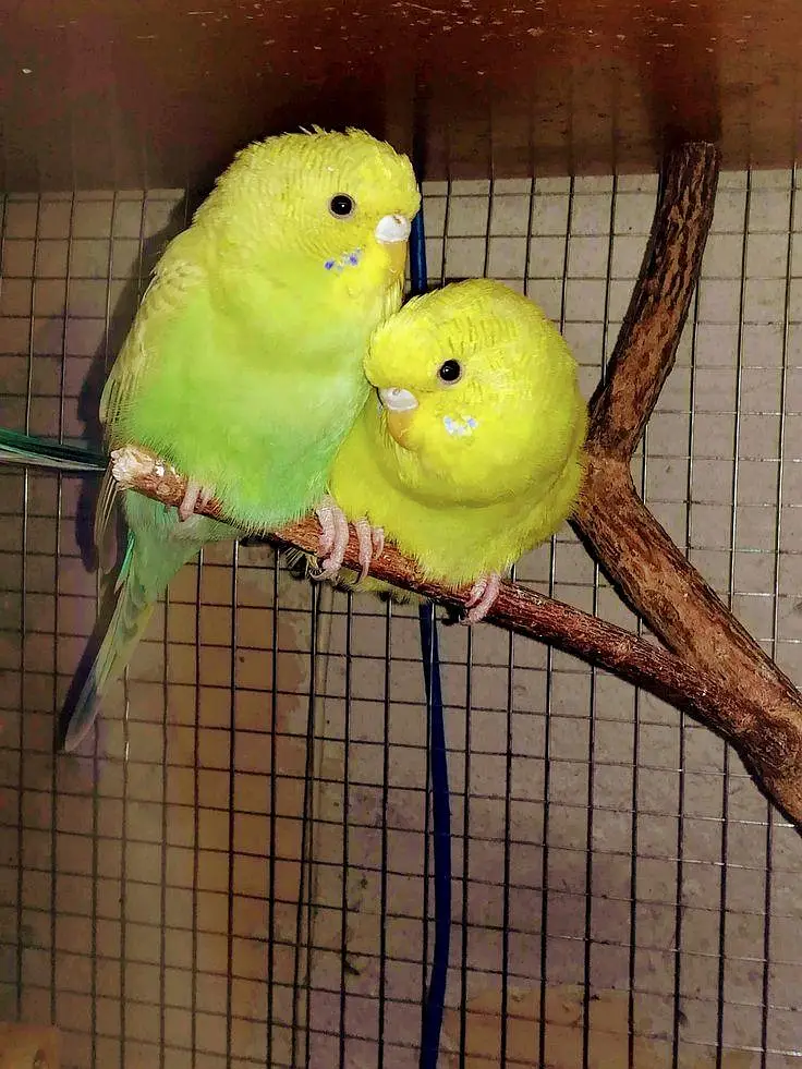pair for Sale